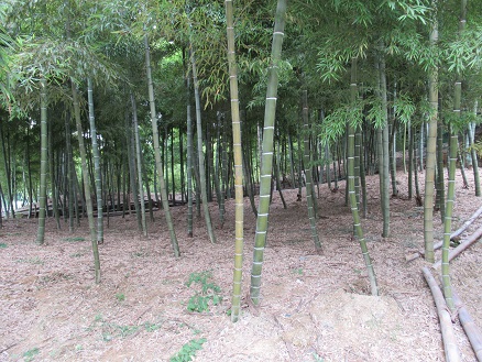 竹林の画像