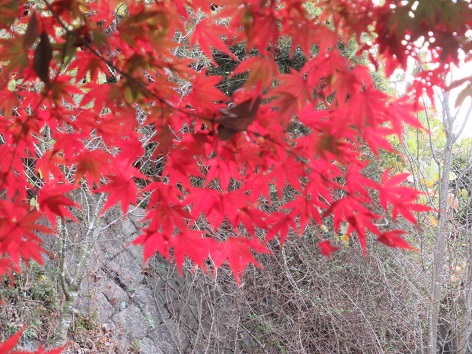 紅葉の画像